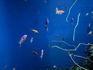 いおワールド鹿児島水族館４１