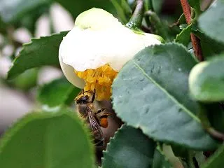 茶花とセイヨウミツバチ
