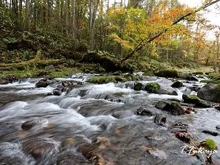 名もなき渓流と紅葉