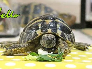ボクは興味がないよ