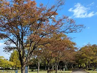 10月の金沢市北部公園を散策！モミジの紅…