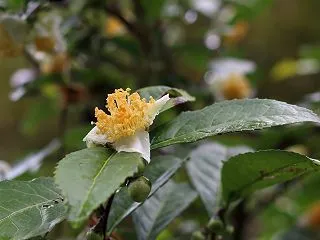 物価高
