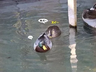 異色のカップル