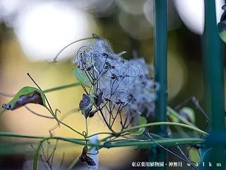 秋めきの花々。