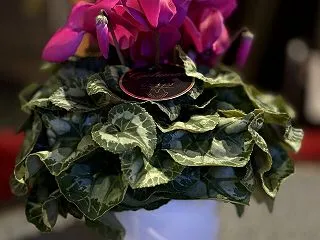植物ソッコー枯らします。