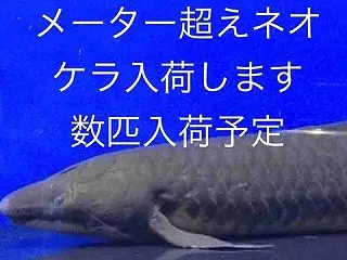ネオケラ