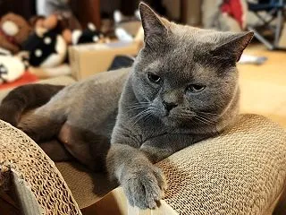 りゅうの10歳の誕生日🎂 