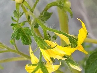 水栽培のトマトに再び実