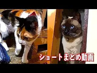  S921〜930 猫 ショートまとめ …