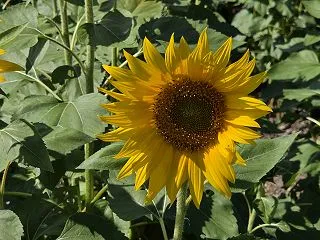 花ひろばのひまわり