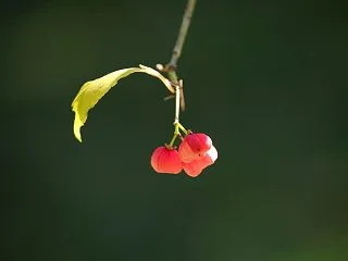 マユミの実