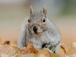 はやく10月おわれ