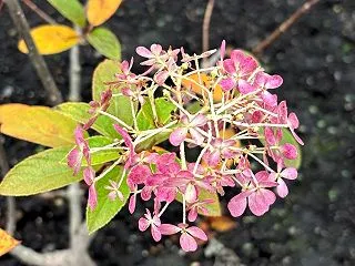 菊ラッシュだけど、今日は庭の花たち