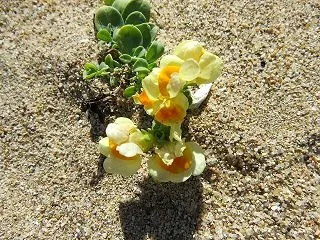 ちょこっと浜歩き・丹後海岸のウンランが見…