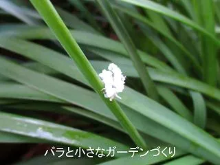 バラの近くにいる白いフワフワの虫は何？チ…
