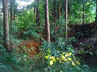 山林の中の円墳 ネット初公開 貫名地C古…