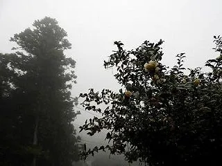 群れをつくって集合