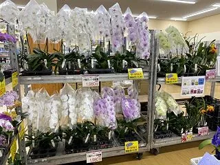 DCM旭ヶ丘店にて胡蝶蘭フェア開催♪