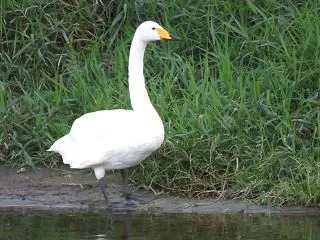 ハクチョウ  北へ帰れず七北田川に留まる