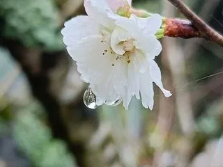 お休みします