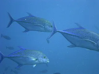 1か２か