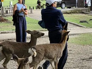 実は今奈良