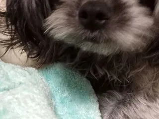 ごめんちゃいちー