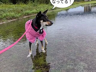 道普請！