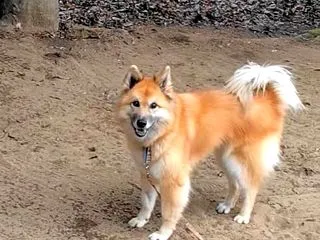 手術して １カ月経つ 風愛ちゃんは…