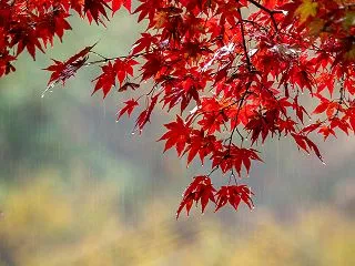 雨降る日の楓