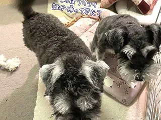 ワンコ達、誰か帰ってきたときの反応が分か…