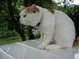 しろ4歳の頃