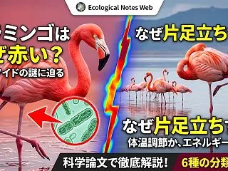 フラミンゴはなぜ赤い？なぜ片足立ちする？…