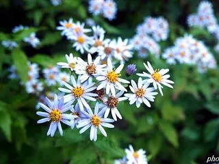 庭の秋草 野紺菊（ノコンギク）
