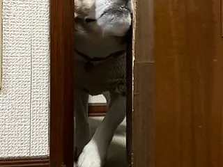ママごん退院、みそ煮込みうどん、すき焼き