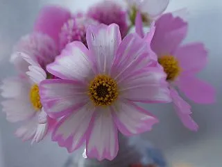 わが家の１０月の花（9） コスモスを切り…