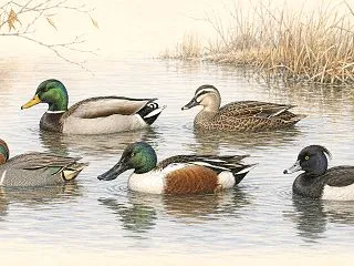日本のカモ10種類と見分け方｜オス・メス…