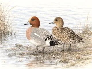 ヒドリガモの見分け方｜オス・メス・幼鳥・…