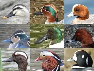 カモ類の顔の特徴と違い