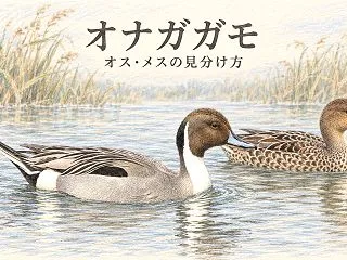 オナガガモとは？オス・メスの見分け方とエ…