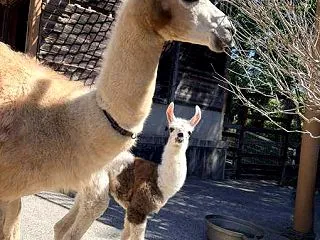秋吉台サファリランド,ラマの赤ちゃん