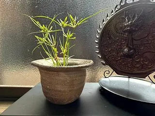 ハマスゲと向付