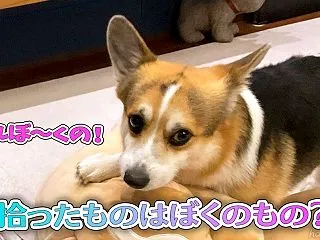 拾ったものはぼくのもの？