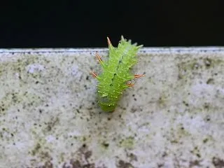 逆立ちパッカン