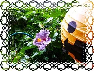 お天気に振り回されてるーーー