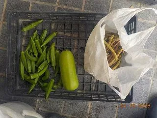 今日の収穫 昆布茶を使ったシロウリの浅漬…
