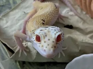 ジャックリンを求めてDCM巡り
