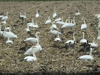 千歳市内の野鳥(2026/10/24)