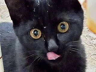 庭に居ついたくろまめちゃんたち