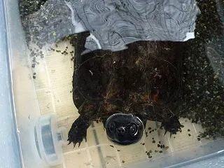 本日のクサガメ